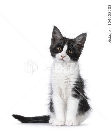 Maine Coon cat kitten on white background Maine Coon cat kitten on white background 104608302