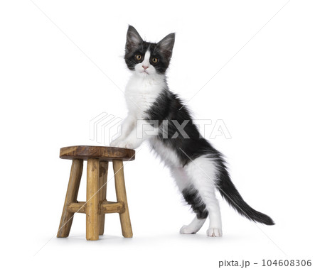Maine Coon cat kitten on white background 104608306