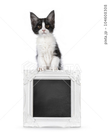 Maine Coon cat kitten on white background 104608308