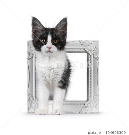 Maine Coon cat kitten on white background 104608309