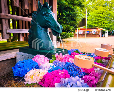 京都 藤森神社に飾られているアジサイの花手水01 104608326