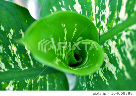 close up of a green leaf close up of a green leaf 104609299
