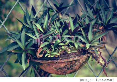 aloe Vera plant in a pot 104609301
