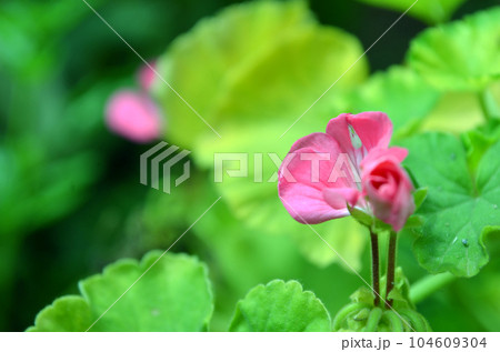 pink and white tulips pink and white tulips 104609304