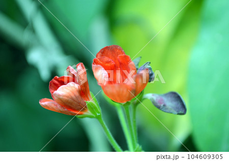 red and yellow tulip 104609305