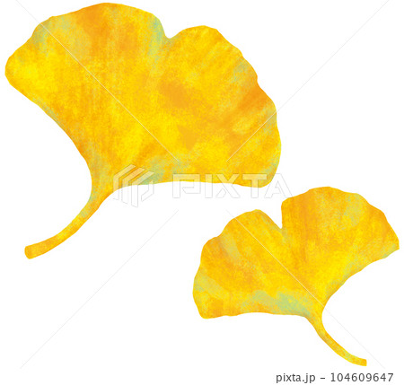 イチョウの葉 104609647