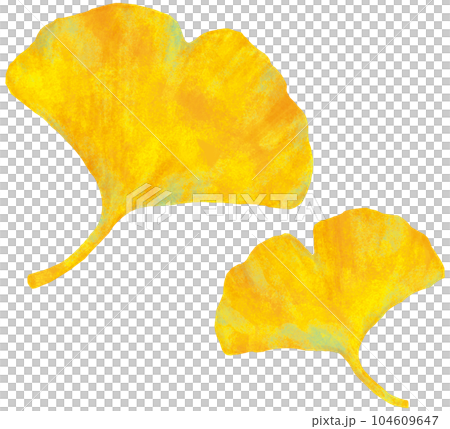 イチョウの葉 104609647