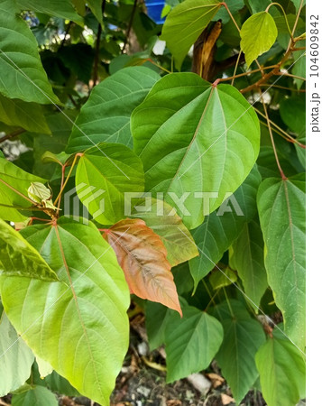 Close up of lipstick tree plant Close up of lipstick tree plant 104609842