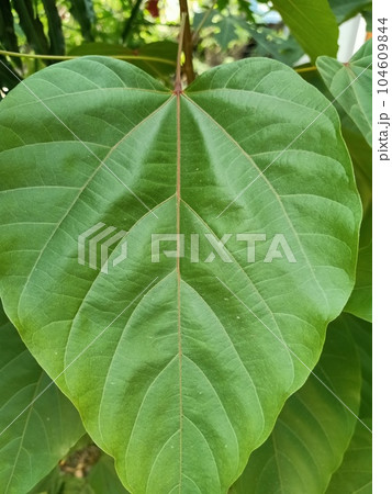 Close up of lipstick tree plant  104609844