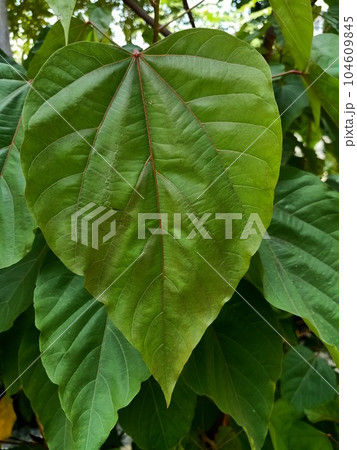 Close up of lipstick tree plant Close up of lipstick tree plant 104609845