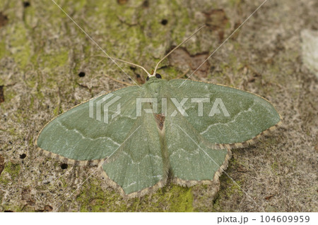 Closeup on the green Common Emerald geometer moth Hemithea aestivaria with spread wings 104609959