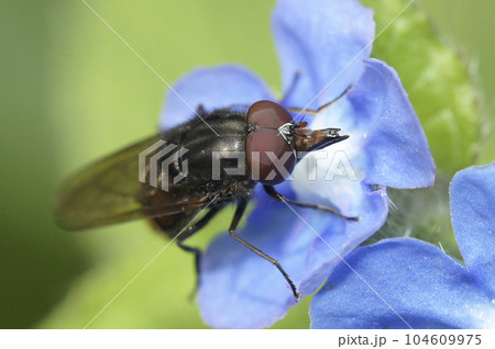 Closeup of a common snoutfly,Rhingia campestris, on a blue flower of Pentaglottis sempervirens Closeup of a common snoutfly,Rhingia campestris, on a blue flower of Pentaglottis sempervirens 104609975