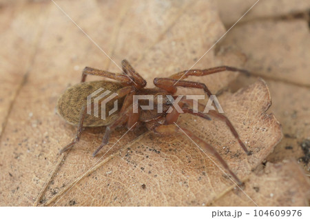 A closeup of an Agroeca spider on an autumn leaf A closeup of an Agroeca spider on an autumn leaf 104609976