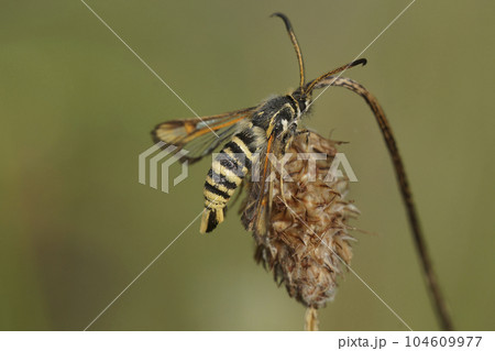 Closeup on the six-belted clearwing moth, Bembecia ichneumoniformis Closeup on the six-belted clearwing moth, Bembecia ichneumoniformis 104609977