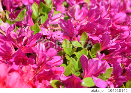 満開のつつじ 104610142