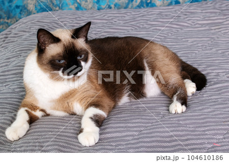 Gray cat with blue eyes lying on the bed Gray cat with blue eyes lying on the bed 104610186