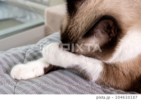 The cat hides its muzzle in its paws 104610187