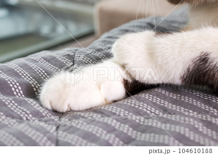 White paws of a cat on a gray blanket 104610188