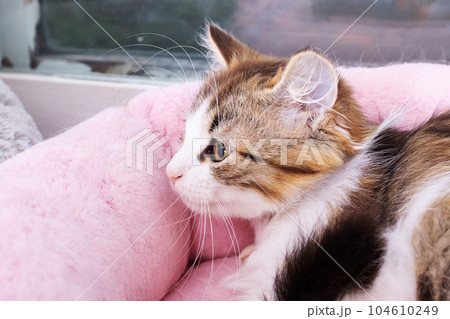 A little frightened kitten hid in home 104610249