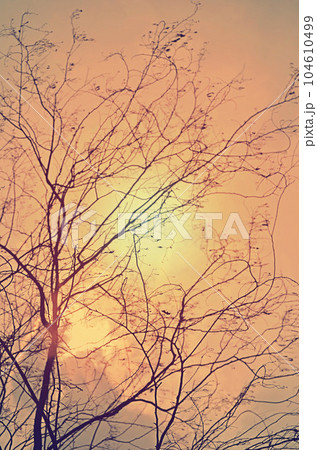 sunset in the forest 104610499