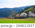 桜咲く朝倉氏遺蹟西山光照寺跡の横を走る気動車 104611837