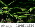 山野草のウラジロの生長 104611839