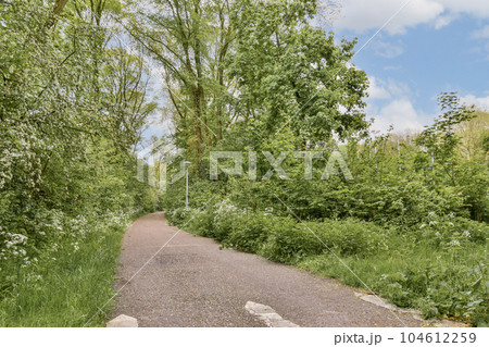 a dirt path in the middle of some bushes and trees with white flowers on either side of it, there is a blue sky a dirt path in the middle of some bushes and trees with white flowers on either side of it, there is a blue sky 104612259