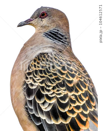 野鳥 キジバトの視線 104612571