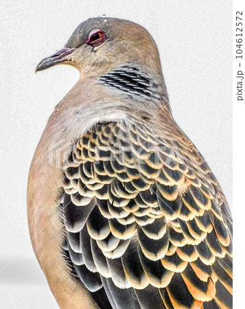 野鳥 キジバトの視線 104612572