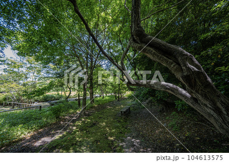 中山道赤坂宿 お茶屋屋敷跡の景色 中山道赤坂宿 お茶屋屋敷跡の景色 104613575
