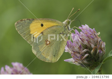 Closeup on a clouded yellow, Colias crocea on a purple clover flower with closed wings Closeup on a clouded yellow, Colias crocea on a purple clover flower with closed wings 104613790