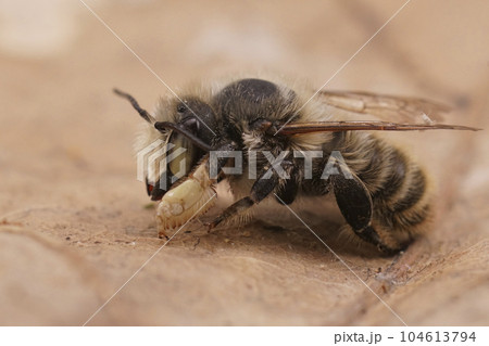 Closeup on a male Coast leafcutter solitary mason bee , Megachile maritima with it's typical thick hind tibia Closeup on a male Coast leafcutter solitary mason bee , Megachile maritima with it's typical thick hind tibia 104613794