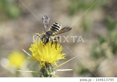 Close up of a large colorful female white sectioned leafcutter bee, Megachile albisecta on a yellow Centaurea solstitialis flower Close up of a large colorful female white sectioned leafcutter bee, Megachile albisecta on a yellow Centaurea solstitialis flower 104613795