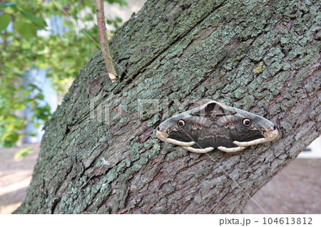 Closeup on the Giant or Great Peacock Emperor moth, Saturnia pyri sitting on a tree trunk by day 104613812