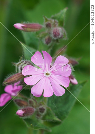 Vertical colorful close-up on an emerging red campion , Silene dioica Vertical colorful close-up on an emerging red campion , Silene dioica 104613822