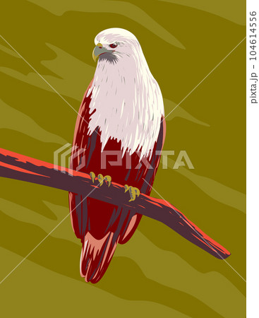Brahminy Kite Haliastur Indus or Red-Backed Sea-Eagle Perching on Branch Front View WPA Art 104614556