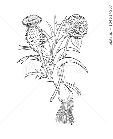 Four Emblems of Great Britain English Rose Welsh Leek and Scottish Thistle Line Drawing Black and White Four Emblems of Great Britain English Rose Welsh Leek and Scottish Thistle Line Drawing Black and White 104614567