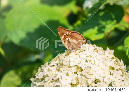 Butterfly apatura iris, the purple emperor, sits on white flower 104614673