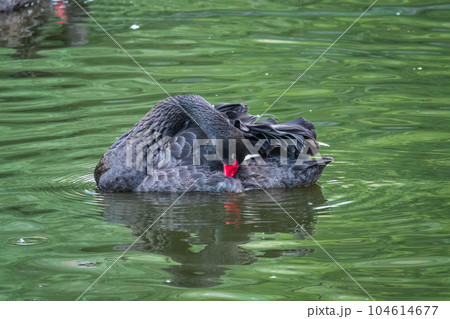 A graceful black swan with a red beak is swimming on a lake with dark green water. Cygnus atratus 104614677