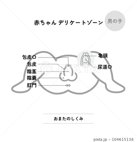 赤ちゃんデリケートゾーン：おまた 男の子（モノクロ/説明イメージ付き） 104615138