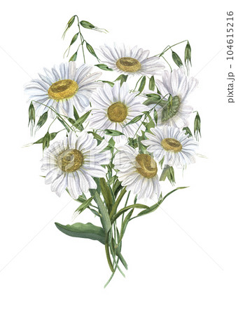 Bouquet of daisy with wild oats isolated on white background. White Chamomile. Watercolor illustration of meadow flowers. For wedding invitation, birthday cards, poster, textile design, pattern 104615216