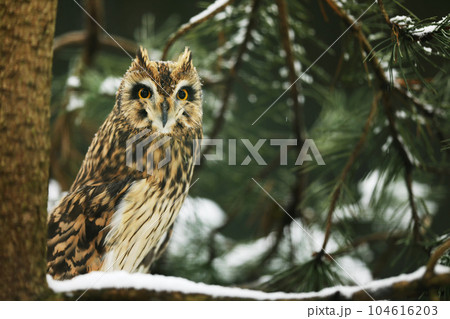 Short-eared Owl, Asio flammeus, sitting on the spruce tree. Bird on the tree. in snowy winter. 104616203