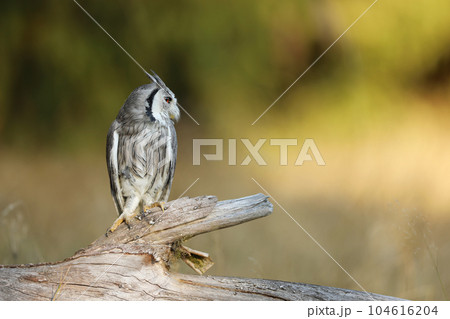 Northern white-faced owl, Otus leucotis, bird in the nature habitat. Owl in african savanna. Animal sitting on the tree branch. Wildlife scene from Africa. 104616204