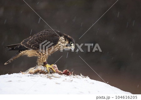 Peregrine falcon with catch quail. Beautiful bird of prey Peregrine Falcon feeding kill big bird on the snowy rock. Peregrine falcon with catch quail. Beautiful bird of prey Peregrine Falcon feeding kill big bird on the snowy rock. 104616205