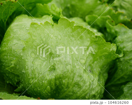 Farm iceberg green lettuce dew drops rain fresh water leaves bio curly close-up Lactuca sativa capitata detail ice harvest leaf farmer freshly growth bio harvesting vegetable spring stem stalk farmer 104616260