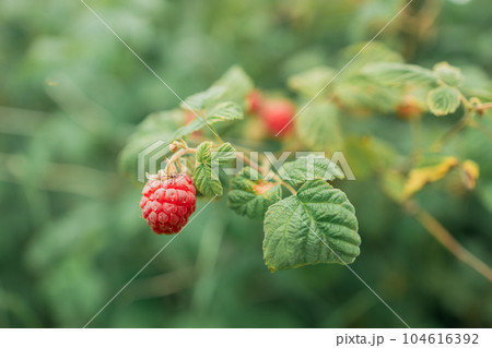 Beauty ripe raspberry berries ready to harvesting, banner. Red raspberries and green leaves in summer garden, close up.  104616392