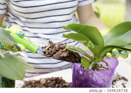 Transplant plants orchids. Woman is transplanting orchids plant into the new pot 104616738
