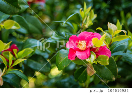 Colorful sasanqua flowers in full bloom Colorful sasanqua flowers in full bloom 104616982