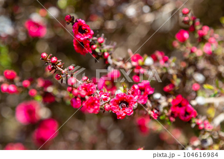 Close-up of New Zealand Tea Bush plant with dark leaves and red flowers 104616984