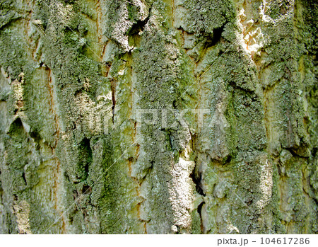 Tree bark. Close up photo. Tree bark. Close up photo. 104617286